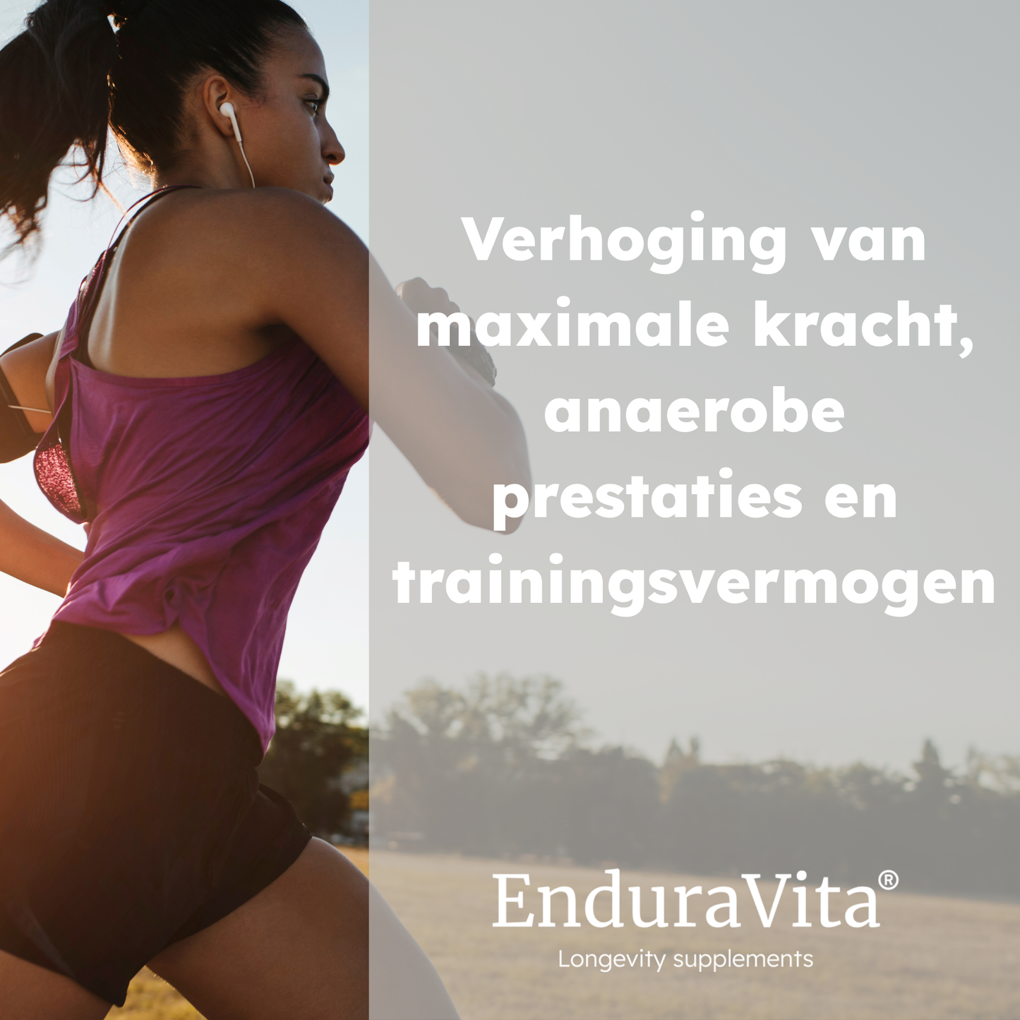 Poudre de créatine pure